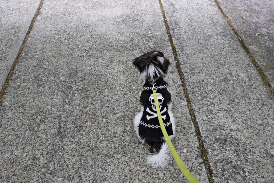 Walking the Dog